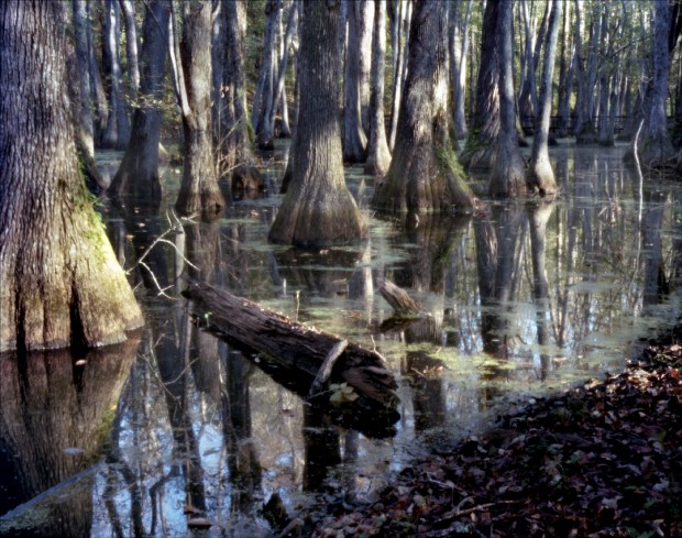 Cyprus Swamp near Canton, MS. 2012
