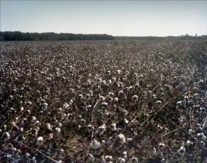 Cotton fields in the Mississippi Delta 2012
