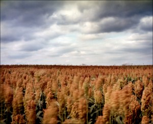 Fields of Sorghum at Antietam, Sharpsburg, Md. 2012