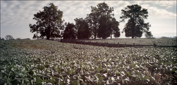 Soy Beans at the Mumma Farm, Antietam. 2012