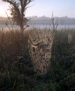 Spider webs in the Dyer Field on the Battlefield at Chickamauga, 2013