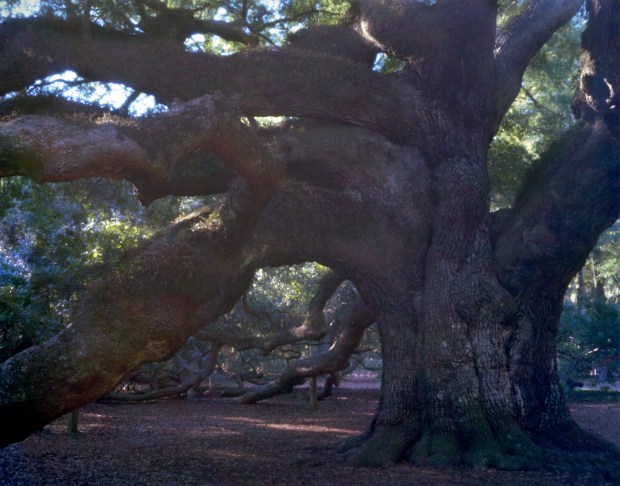 The immense "Angel Oak" on Johns Island, SC 2013