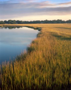 Cord grass along the James Island Creek, SC 2013