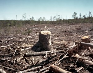 Cleared land along Jefferson Davis Highway in Fredericksburg has come full circle and again resembles the no-man's-land of Northern Virginia in 1864