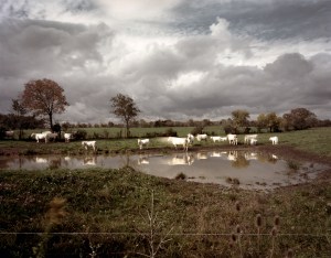 Cattle graze beside the 3rd Winchester Battlefield. Union troops formed on this ground before crossing Red Bud Run and entering the battle on Sept. 19th 1864 - Winchester, Va