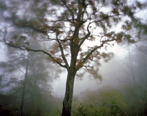 Fog and wind at Bootens Gap in Shenandoah National Park