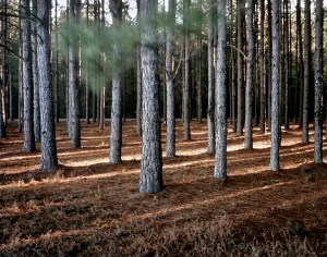 Pine forest in Ogeechee, Georgia 2014