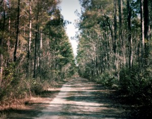 Pine forests in Guyton, Ga 2014