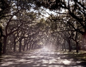 Live Oak drive at the Wormsloe Plantation