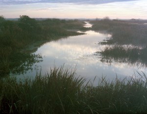 Rice fields gone wild In Savannah Georgia