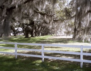 Spanish moss laden Live Oaks trees line the drive to the Tomotley Plantation in Beaufort County, South Carolina 2015